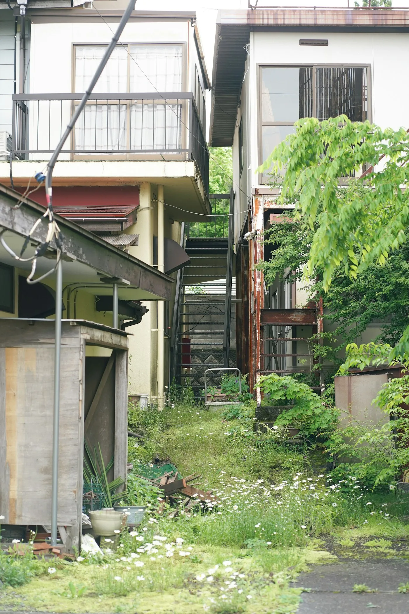 住宅の間の通路に雑草と白い花が広がり、外壁の一部がさびている様子