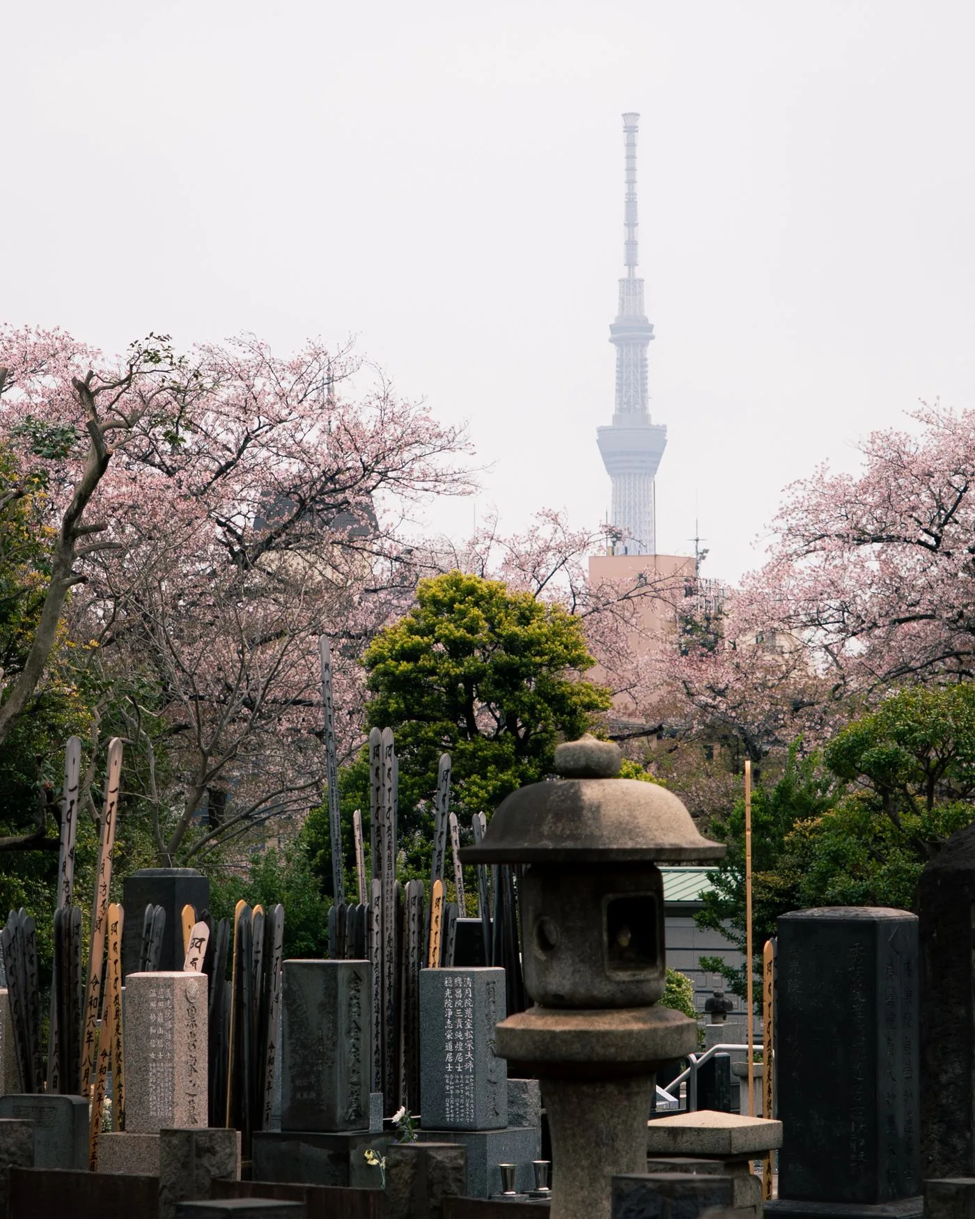 満開の桜と石灯籠、卒塔婆の並ぶ都心の墓地。奥に高い電波塔がかすんで見える