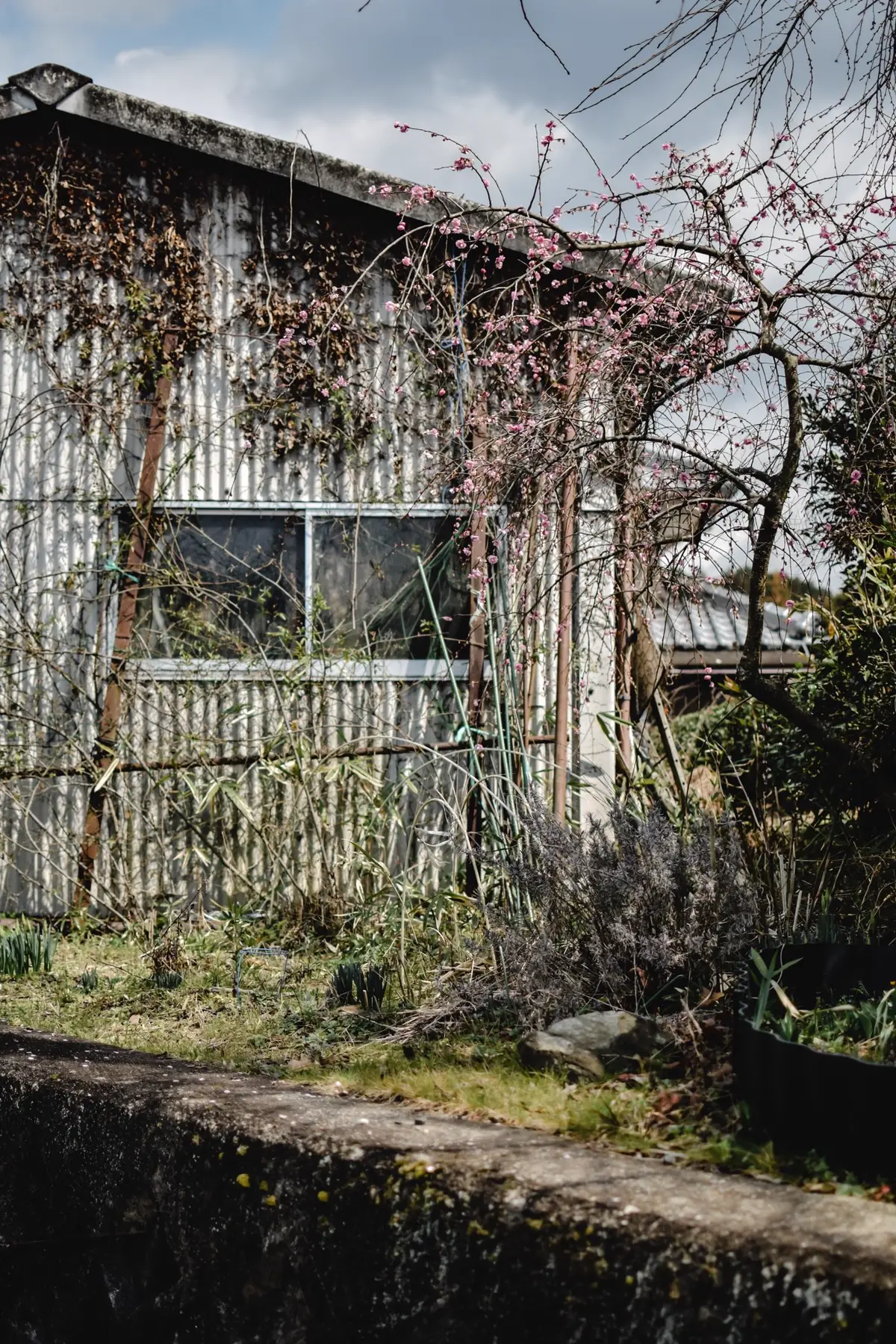 トタン張りの建物の前に枯れ草と伸びた下草が広がり、花の咲いた枝が手前にかかっている