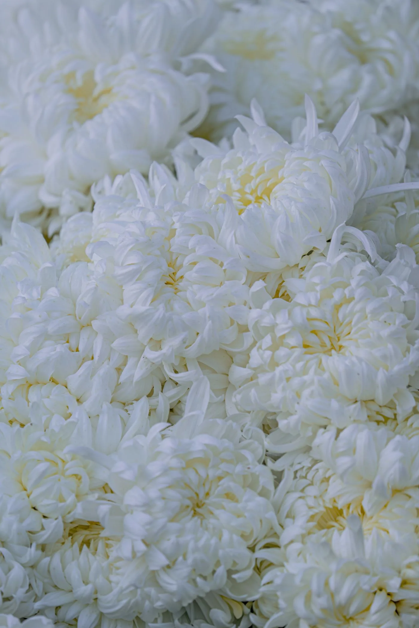 白い菊の花が画面いっぱいに重なって咲いている