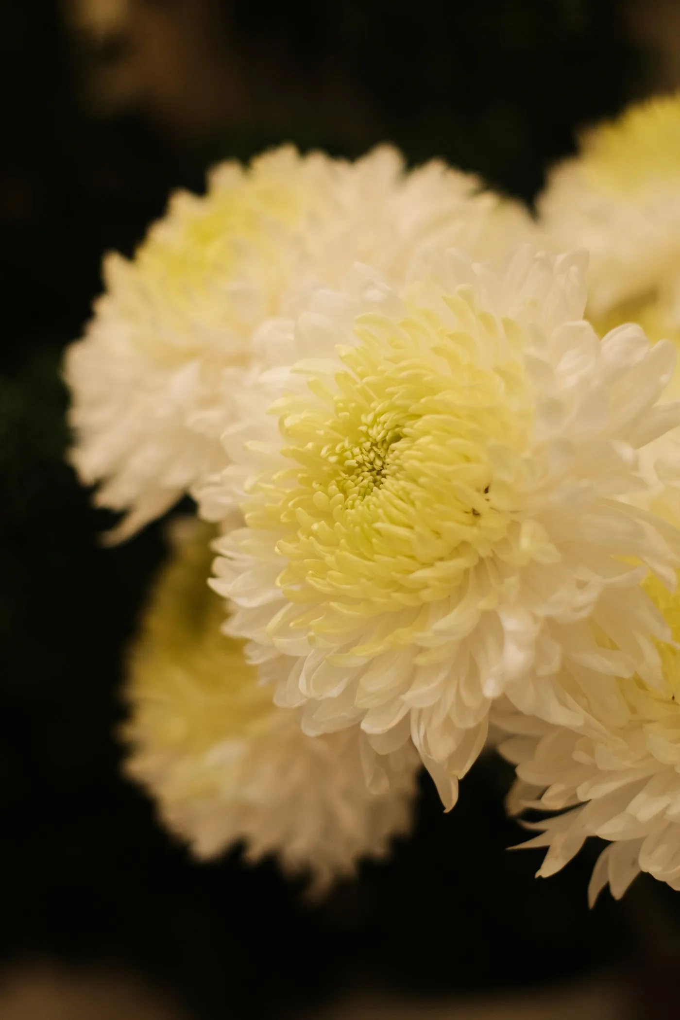暗い背景に浮かぶ、中心が淡い黄色の白い菊の花
