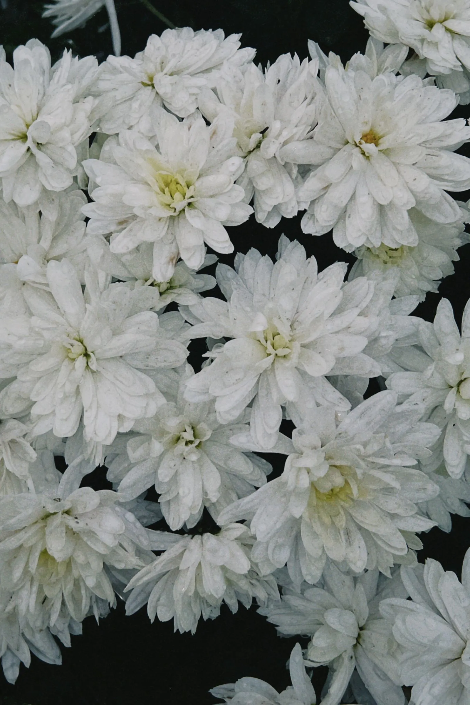 白い菊の花が画面いっぱいに重なって咲いている