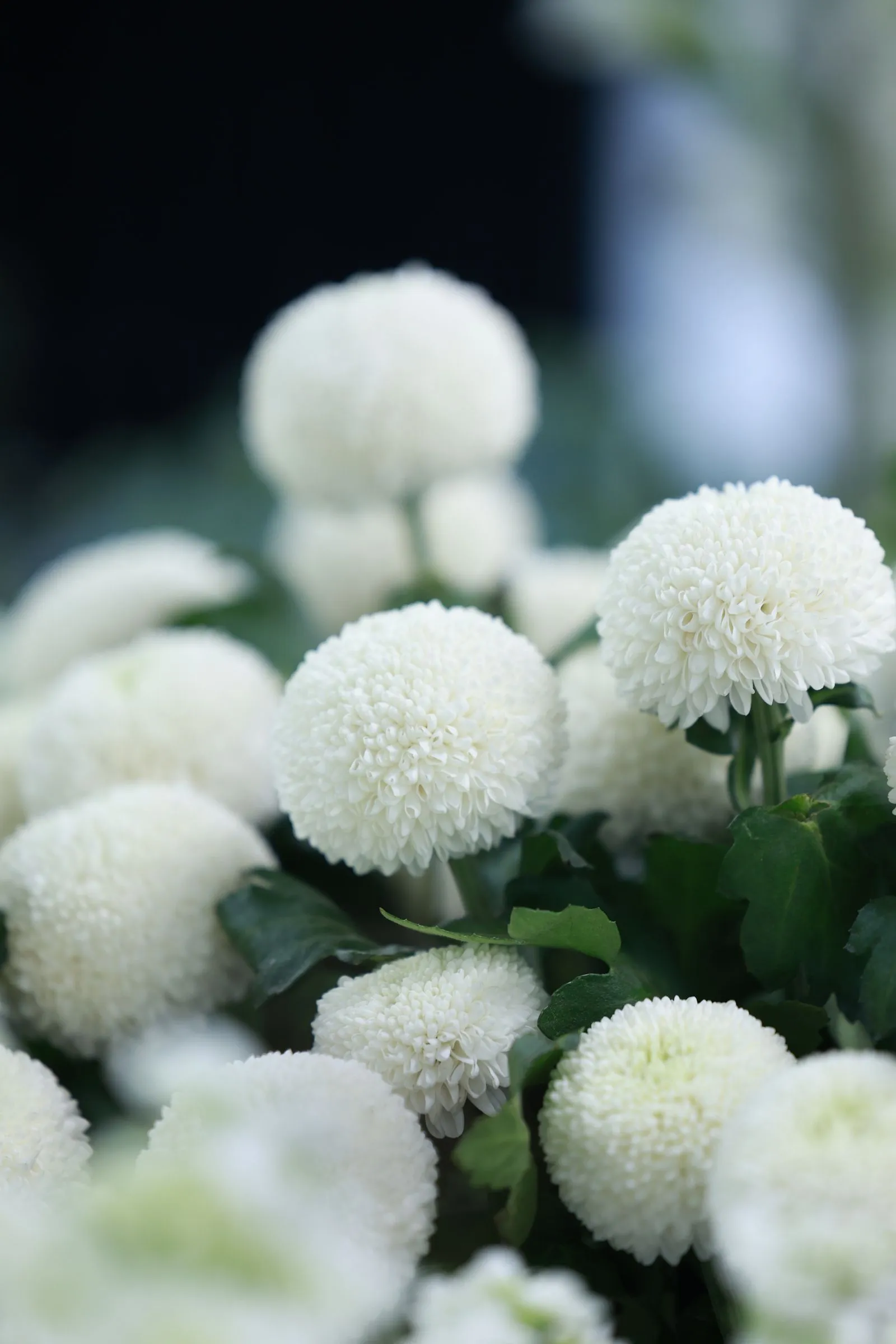 こんもりと丸い白い菊の花が並んで咲いている