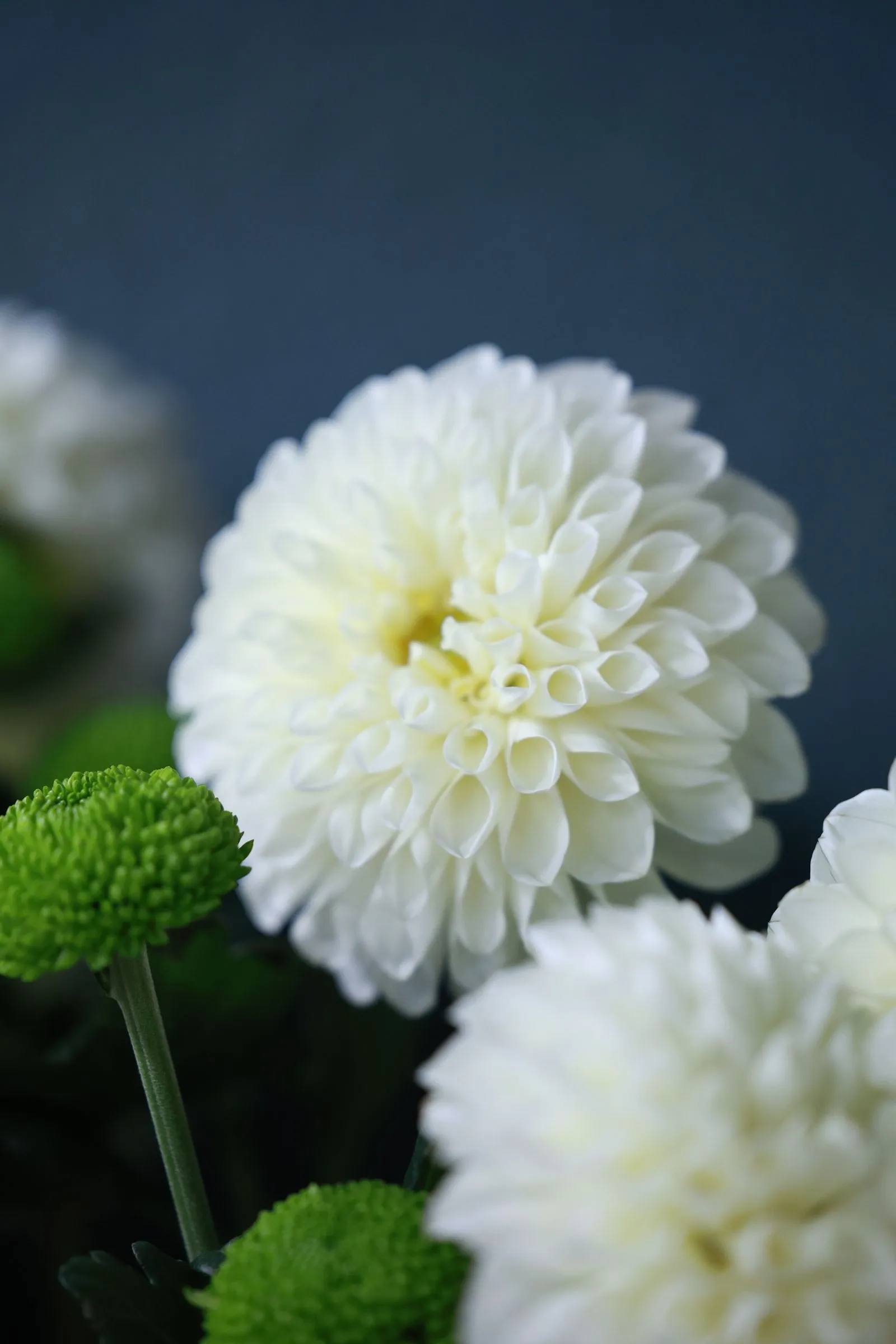 緑の小さな菊と並んで咲く白い大輪の菊の花