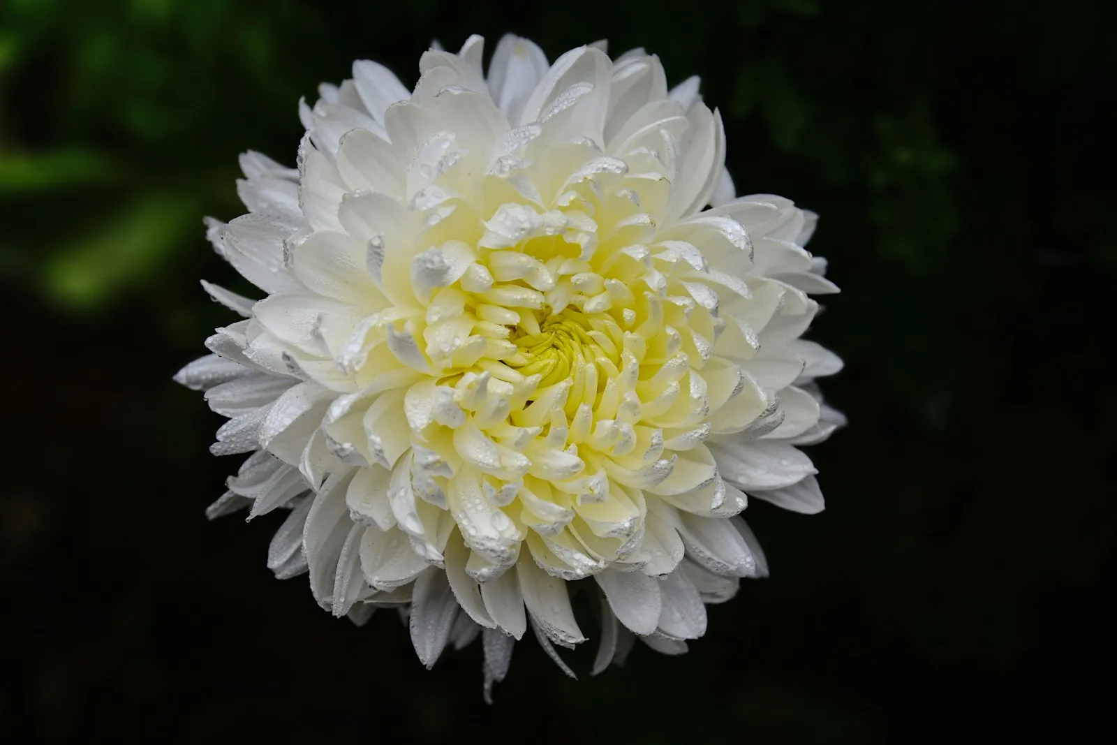 花びらが幾重にも重なった白い菊の花
